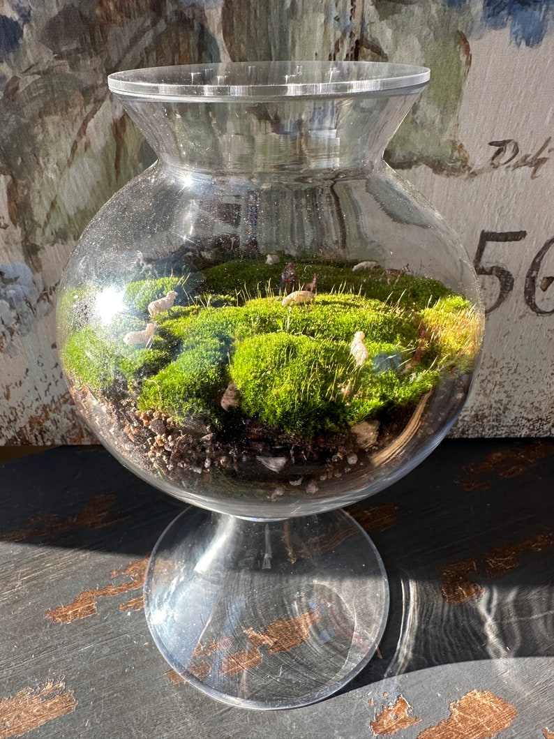 TerraTopper Closed Terrarium Lid, Mossarium Lid, Vivarium Lid Custom Order Exact Fit To Turn Any Jar, Bowl or Glassware into a Terrarium image 7