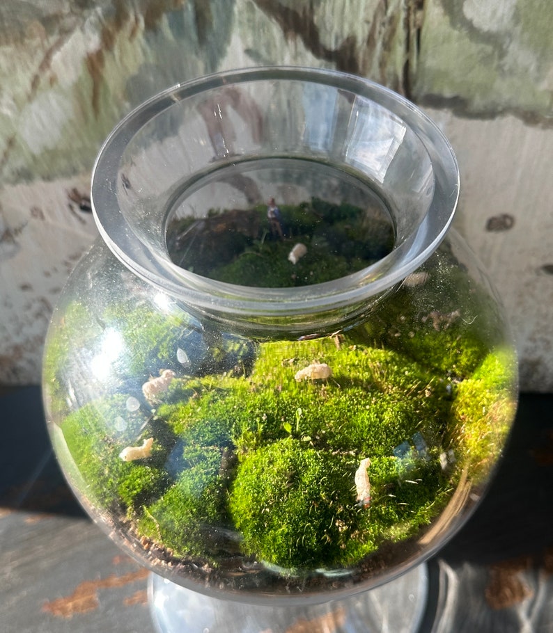 TerraTopper Closed Terrarium Lid, Mossarium Lid, Vivarium Lid Custom Order Exact Fit To Turn Any Jar, Bowl or Glassware into a Terrarium Solid Lid