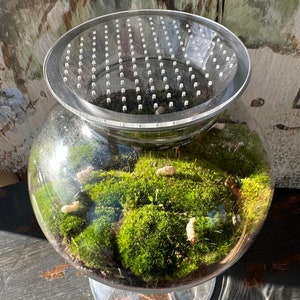 TerraTopper Closed Terrarium Lid, Mossarium Lid, Vivarium Lid Custom Order Exact Fit To Turn Any Jar, Bowl or Glassware into a Terrarium With Micro Holes