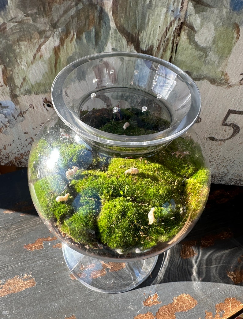 TerraTopper Closed Terrarium Lid, Mossarium Lid, Vivarium Lid Custom Order Exact Fit To Turn Any Jar, Bowl or Glassware into a Terrarium With 1/8" Holes