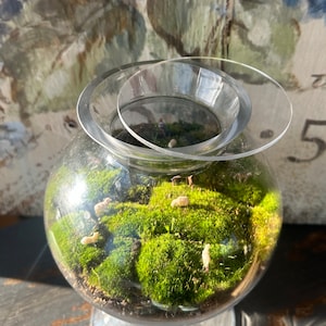 TerraTopper Closed Terrarium Lid, Mossarium Lid, Vivarium Lid Custom Order Exact Fit To Turn Any Jar, Bowl or Glassware into a Terrarium image 2