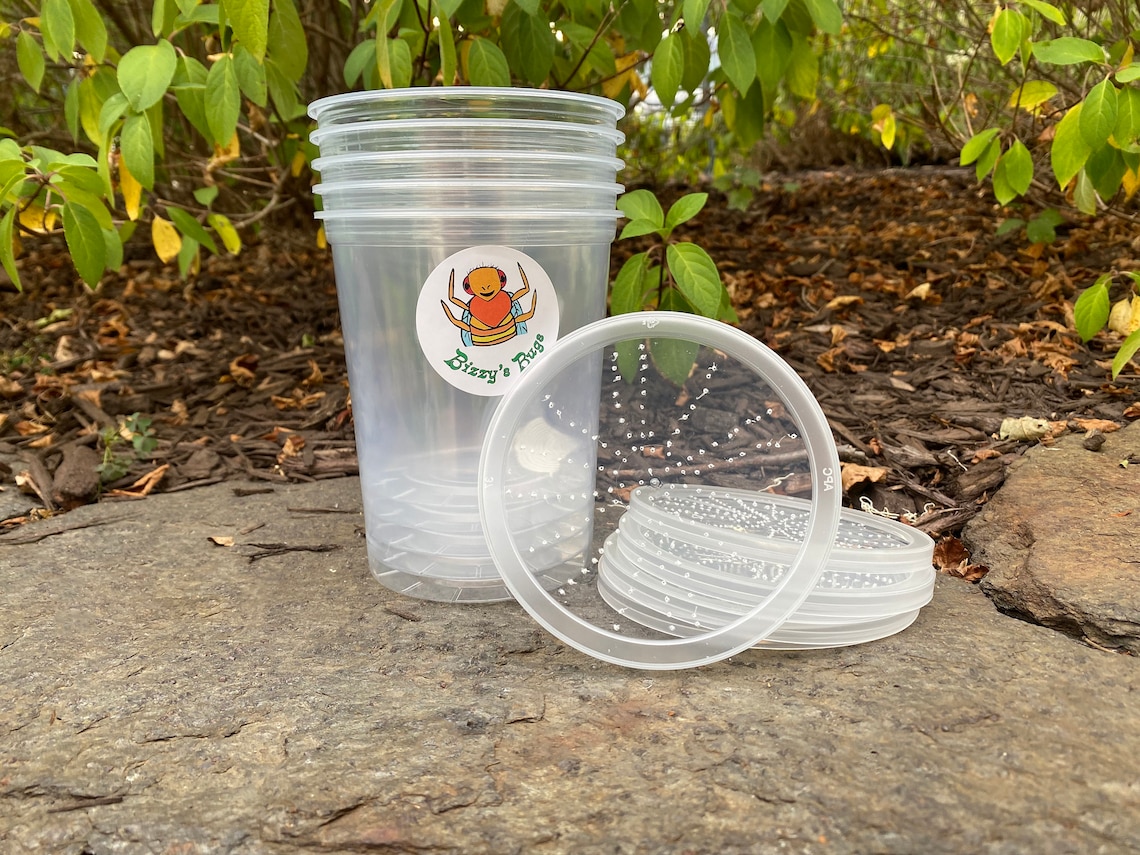 Fruit Fly Culture Kit Make Your Own Feeder Insect Cultures Etsy