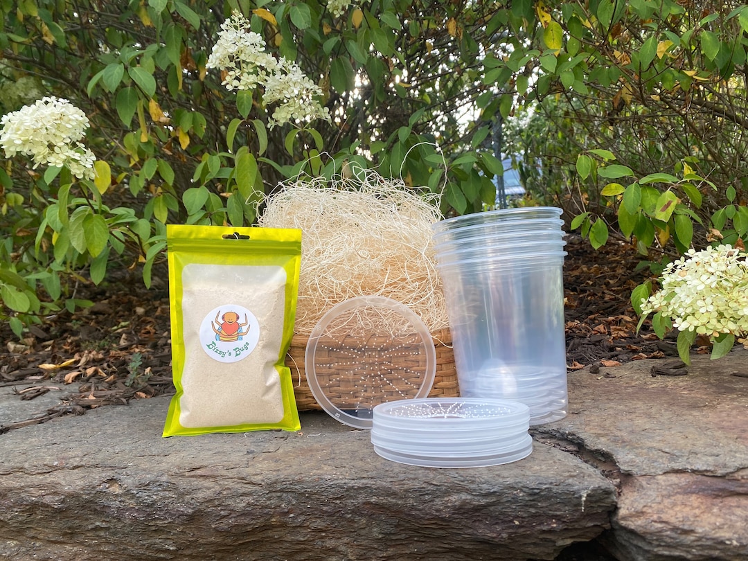 Fruit Fly Culture Kit Make Your Own Feeder Insect Cultures for Dart