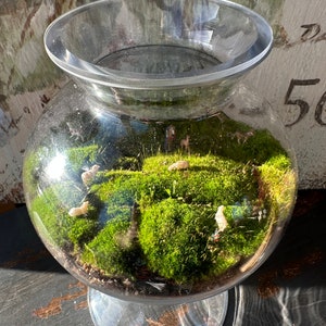 TerraTopper Closed Terrarium Lid, Mossarium Lid, Vivarium Lid Custom Order Exact Fit To Turn Any Jar, Bowl or Glassware into a Terrarium image 9