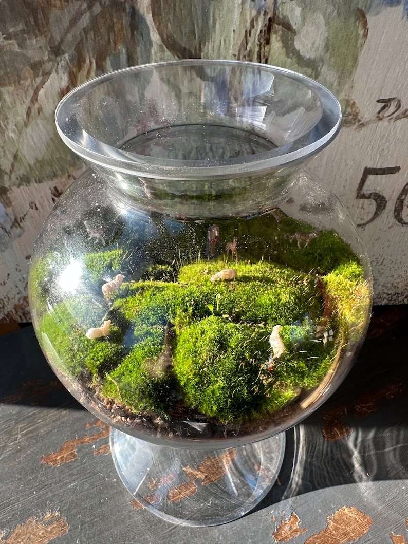 TerraTopper Closed Terrarium Lid, Mossarium Lid, Vivarium Lid Custom Order Exact Fit To Turn Any Jar, Bowl or Glassware into a Terrarium image 9