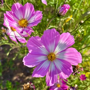 Rosa Schmuckkörbchen Blumensamen