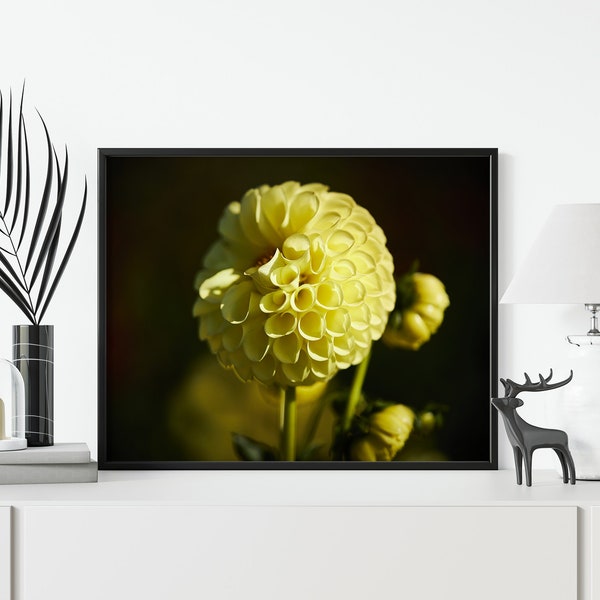 Dahlia Photography, Digital Print, Art, Wall Art, Printing Art