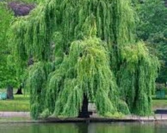 3 LIVE weeping willow  trees 4 to 5 ft tall now beautiful weeping branches fast growing trees