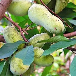 One Tiny live PAWPAW tree 6 inch plus tall now sweet custard fruit free shipping