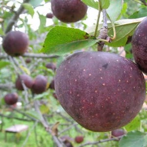 May include: A rustic wooden sign with the text "Welcome to our home" in white lettering. The sign features a distressed finish and a simple, inviting design, perfect for a front porch or entryway.