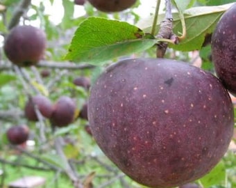 1 manzano negro de Arkansas, de 60-90 cm de altura actualmente.