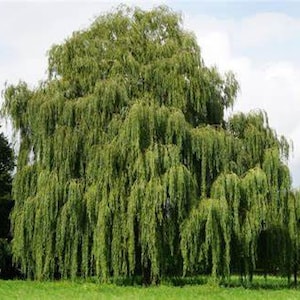 May include: A large, mature weeping willow tree with cascading green foliage. The tree stands in a grassy field under a cloudy sky, with other trees visible in the background. The willow's branches create a dense, flowing curtain of leaves.