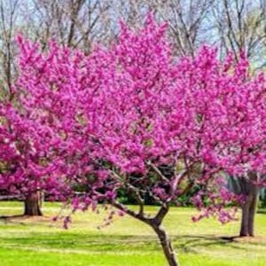 10 eastern REDBUD tree Cuttings  purple pink flowers each spring irregular ornamental branches fresh cut