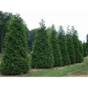 May include: A row of evergreen trees with dense, green foliage. The trees are neatly arranged in a line, creating a natural border. The background features a blurred view of more trees and a cloudy sky.