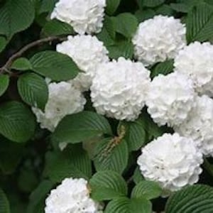 2 LIVE old fashioned snowball bushes 2 ft tall now large white flower clusters FREE shipping