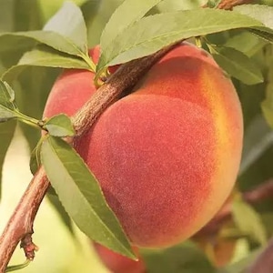 Redhaven Peach tree simi dwarf rootstock 2 trees LOOK Order Now for peach’s in a couple years.
