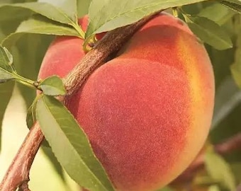 Redhaven Peach tree simi dwarf rootstock 2 trees LOOK Order Now for peach’s in a couple years.