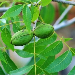 May include: Close-up of two green pecan nuts still attached to the tree branch. The nuts are surrounded by green leaves.