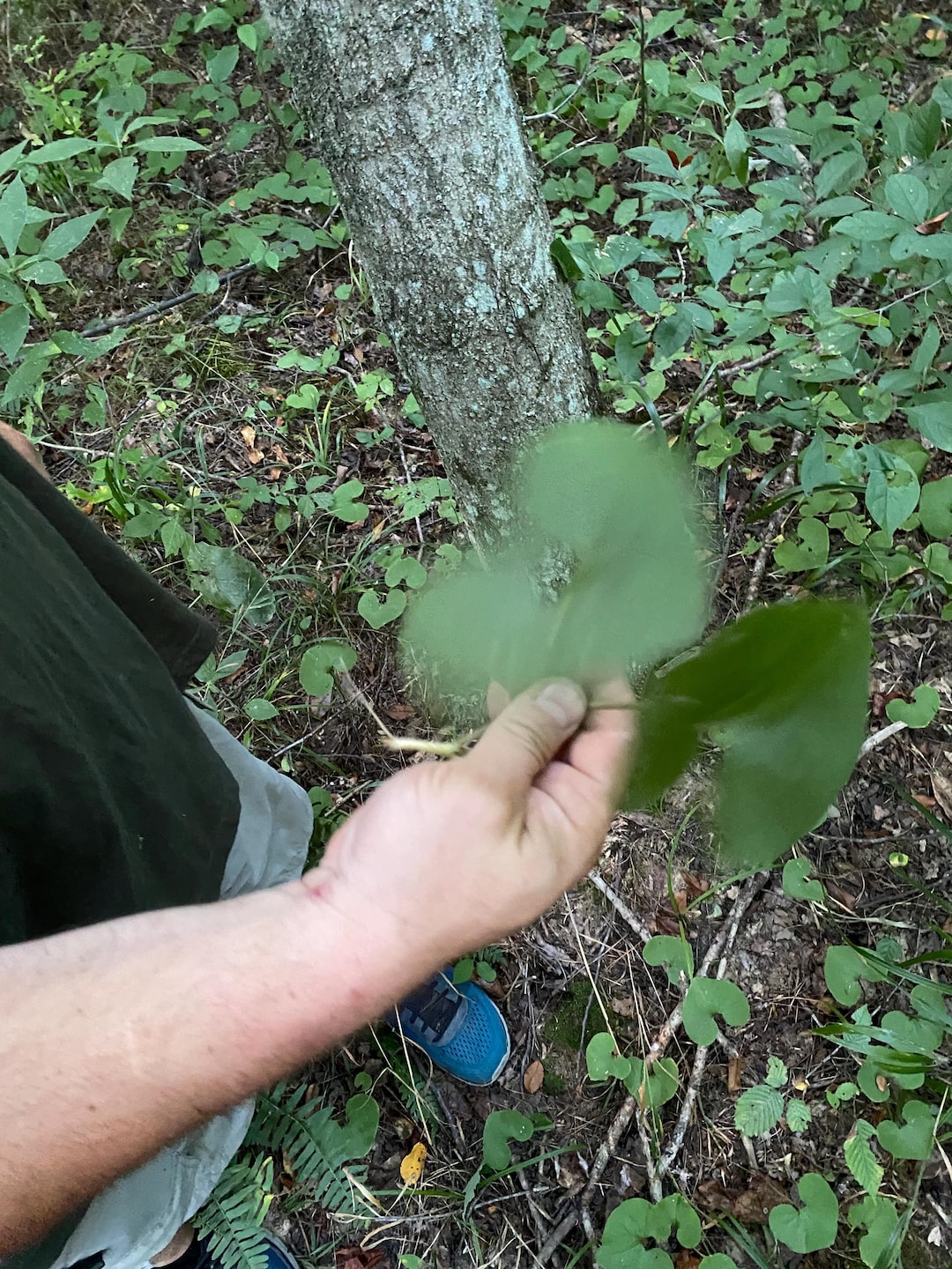 Wild Ginger Roots 12 Roots per Order Order NOW - Etsy