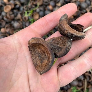 May include: Close-up of a hand holding several brown, crescent-shaped seed pods. The pods have a dark, textured exterior and a lighter interior. The background is blurred, showing more of the same seed pods.