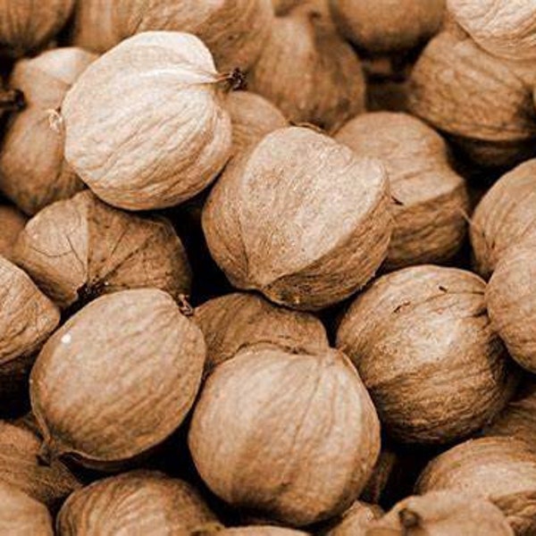 Hickory Nuts Etsy
