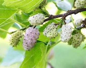 2 WHITE Mulberry tree sweet berries birds and people love 2 ft tall now