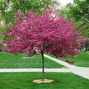 May include: A vibrant tree with bright pink blossoms, set against a backdrop of green grass and a paved walkway. The tree's trunk is slender, and the branches are laden with colorful flowers, creating a striking contrast.