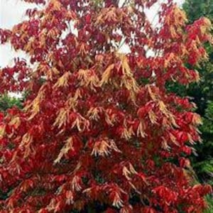 May include: A Japanese maple tree featuring dense, deeply lobed foliage in vibrant shades of deep red and bright orange. The tree has a multi-branched structure with a rounded canopy, showcasing a mix of crimson and golden-toned leaves throughout.