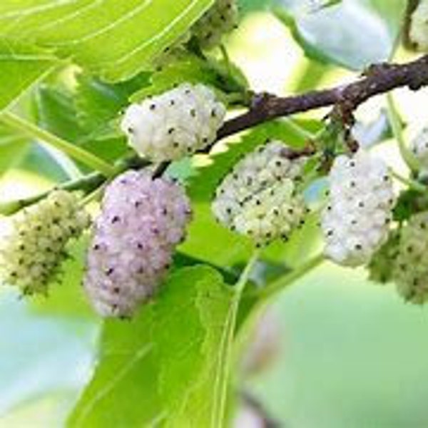 2 live WHITE Mulberry trees sweet berries birds and people love 12 to 18 inches  tall