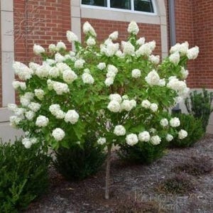 6 limelight hydrangea tree/bush cutting Propagation 6 inches
