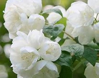 2 Mock Orange trees for sale 18 to 24 inches tall.. Philadelphus coronarius