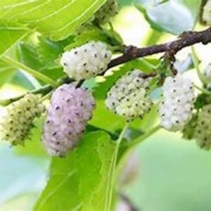 2 live WHITE Mulberry trees sweet berries birds and people love 12 to 18 inches  tall