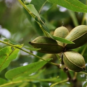 May include: Close-up of green pecan nuts growing on a tree branch. The nuts are still in their shells and have a rough, textured surface.