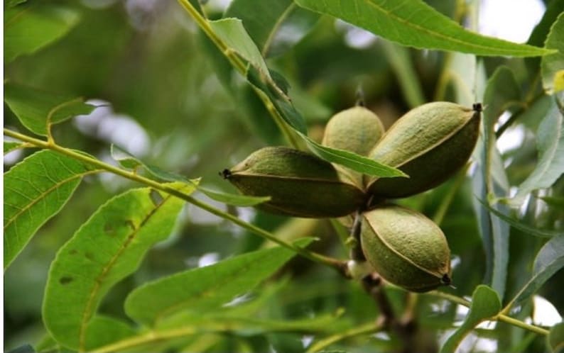 Puede incluir: Primer plano de nueces de pacana verdes creciendo en una rama de &aacute;rbol. Las nueces todav&iacute;a est&aacute;n en sus c&aacute;scaras y tienen una superficie rugosa y texturizada.