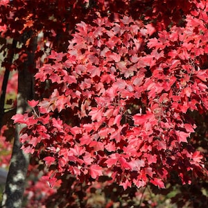 10 Red Maple Tree cuttings for propagation no roots