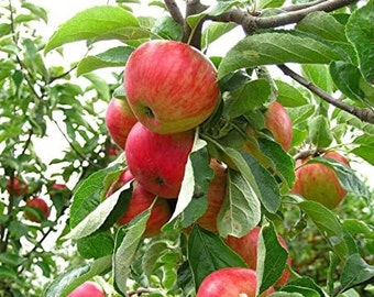 Bonito manzano Honeycrisp injertado en vivo, de 60-90 cm de altura, ahora dulce como la miel, manzanas jugosas y crujientes.