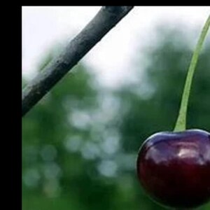 2 live wild Black Mountain CHERRY trees 2-3 ft tall now SWEET rum cherries