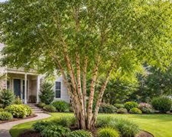 Five River Birch Saplings | 18–24 Inch Bareroot Trees | Hardy Landscape Trees