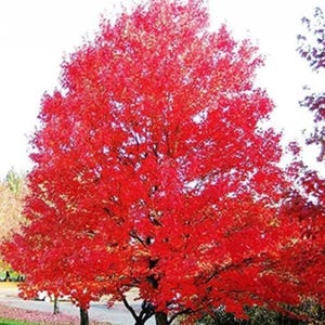 May include: A large deciduous tree with a dense canopy of vibrant, bright red autumn leaves. The tree features a central trunk with dark bark and branches extending outward, creating a full, rounded shape against a bright, overcast sky.