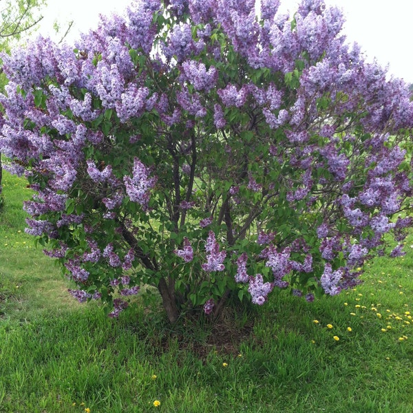 2 common lilac tree saplings LIVE TREES l Syringa vulgaris