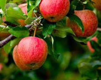 Un manzano Fuji vivo de 60-90 cm de altura, ¡una deliciosa y dulce variedad de manzana de cosecha propia! Envío gratuito.