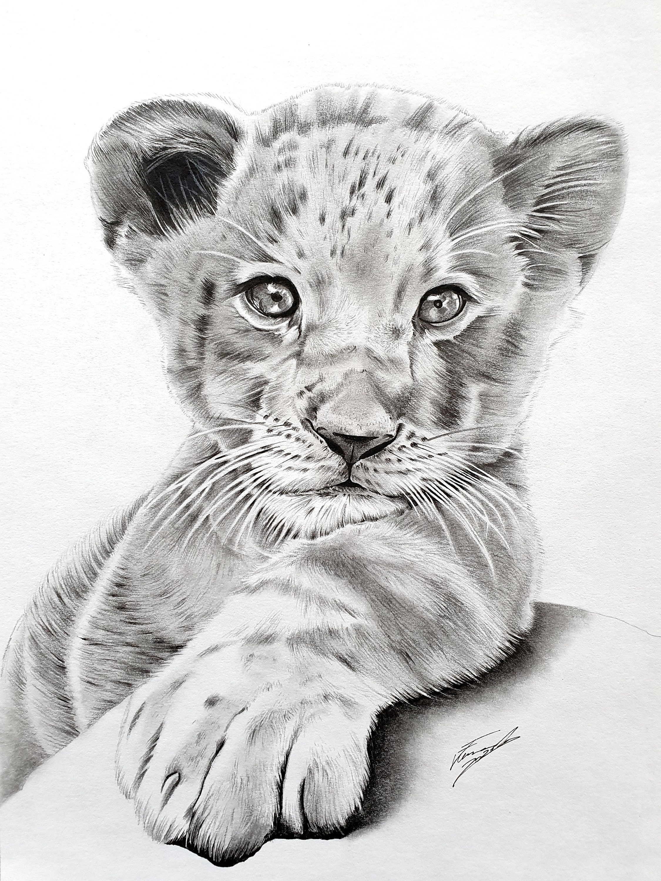 Lion And Cub Drawing Lion And Cub Drawing
