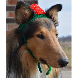 May include: A brown and white Collie dog wearing a red and green crocheted strawberry hat.