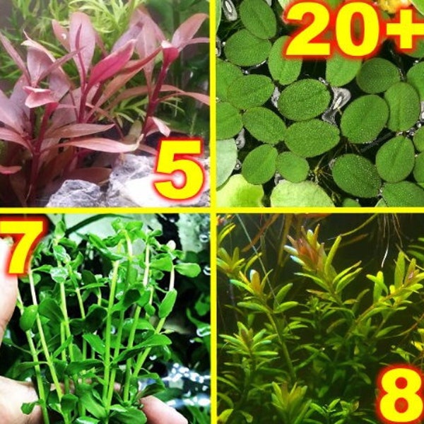 SALE! 40+ Live Aquarium Stem / Plants 4 Species Easy Beginner Variety Pack Rotala AR Mini Bacopa & Salvinia Low Light No CO2 For Fish Tank