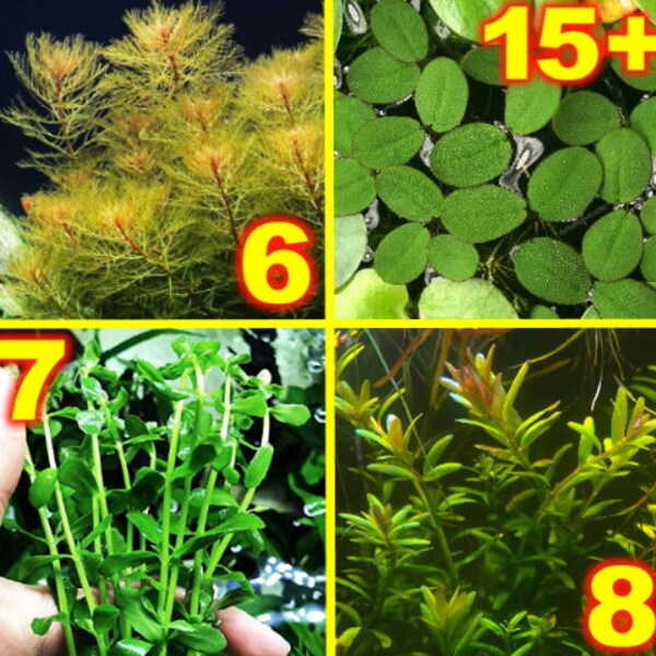 SALE! 36+ Live Aquarium Stem / Plants 4 Species Easy Beginner Variety Pack Rotala Myriophyllum Bacopa & Salvinia Low Light No CO2 Fish Tank