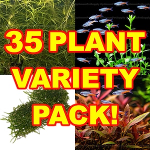 May include: A collage showcasing a variety of aquatic plants, with the text "35 PLANT VARIETY PACK!" in large yellow letters with a red outline. The image includes different types of green plants and small fish.