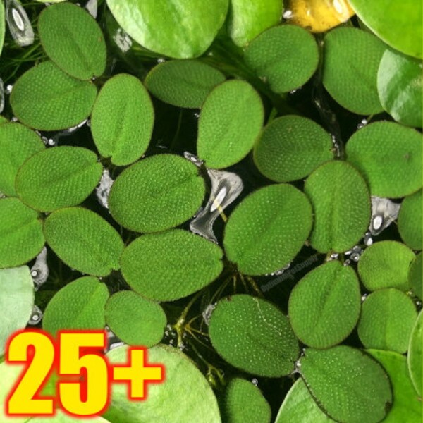 BUY 2 GET 1 FREE! 25+ Salvinia Minima Water Spangles Sale! Easy Beginner Low Light Floating Starter Live Aquarium Plant No CO2 Required!