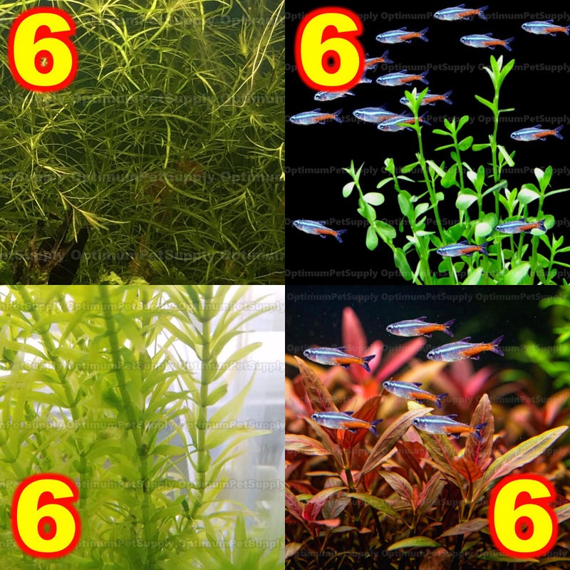Aquarium Plants - Etsy