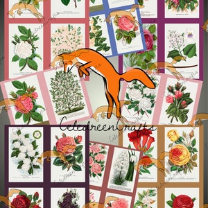Ensemble de 28 Roses et autres Fleurs Vintage, en 7 pages, PDF à imprimer !