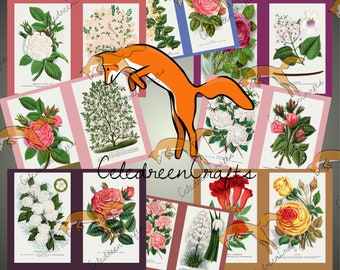 Set of 28 Roses and other Vintage Flowers, in 7 pages, PDF to print!